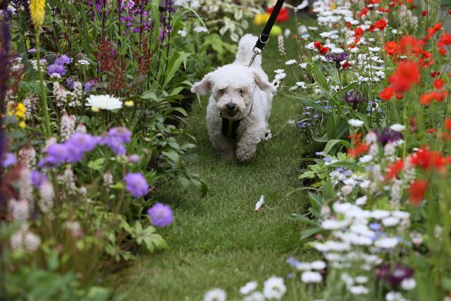 A bichon frise