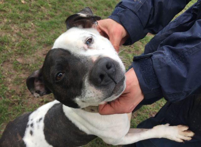 A Staffordshire bull terrier