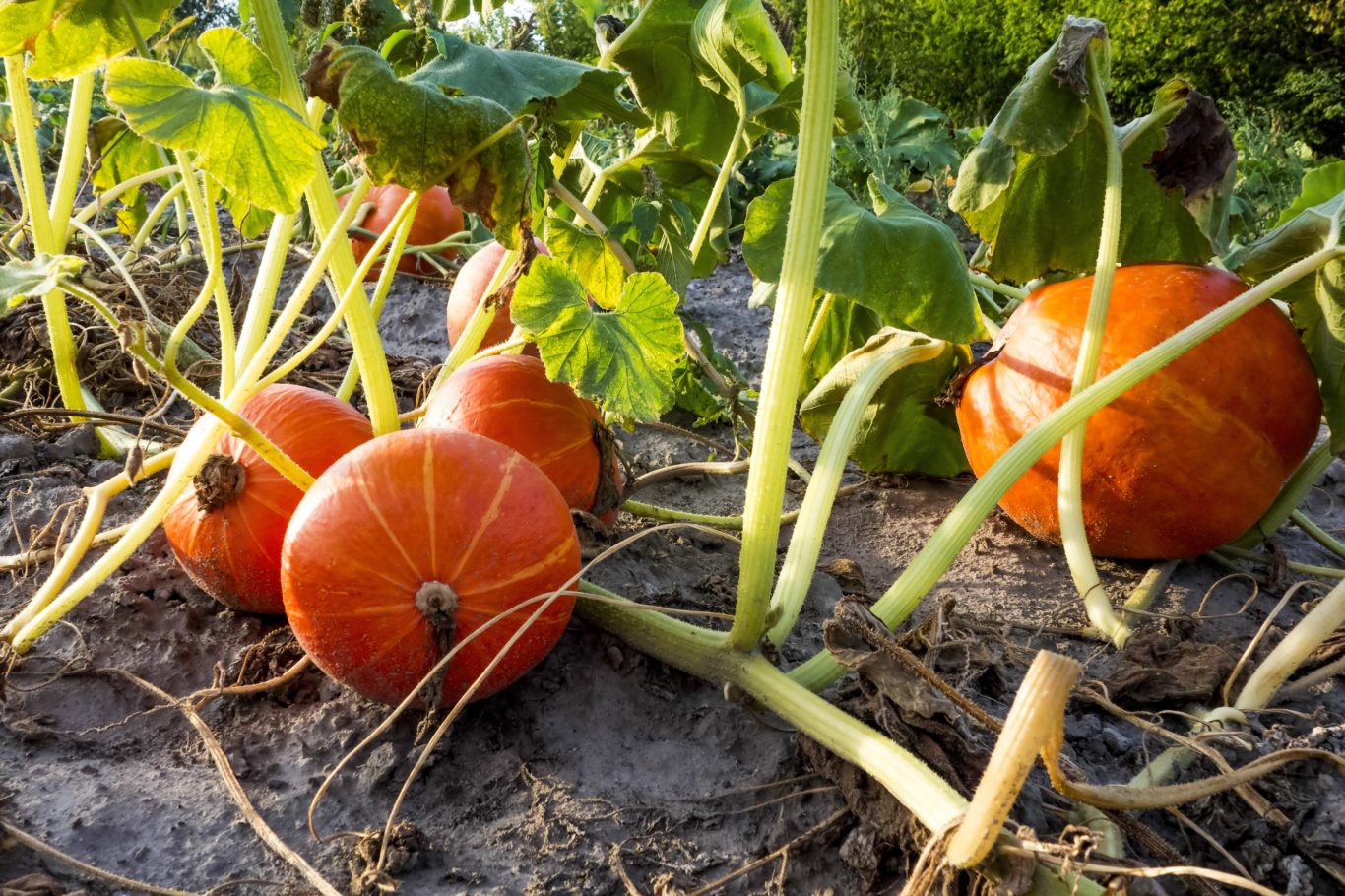 When to plant pumpkins for Halloween BT