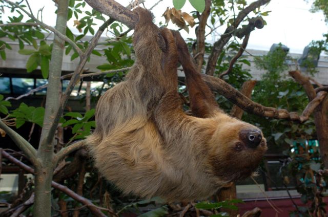 A sloth