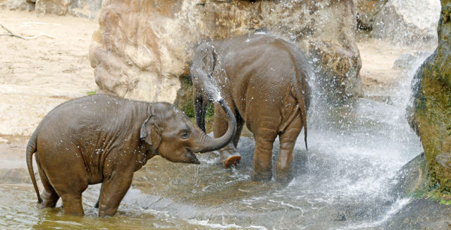 Two elephants cool down at Chester Zoo