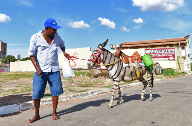 A man walks his mule during the 2014 World Cup