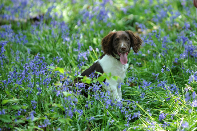 A springer spaniel pup among some bluebells