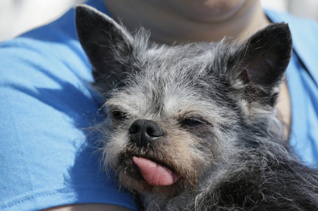 The second-ugliest dog