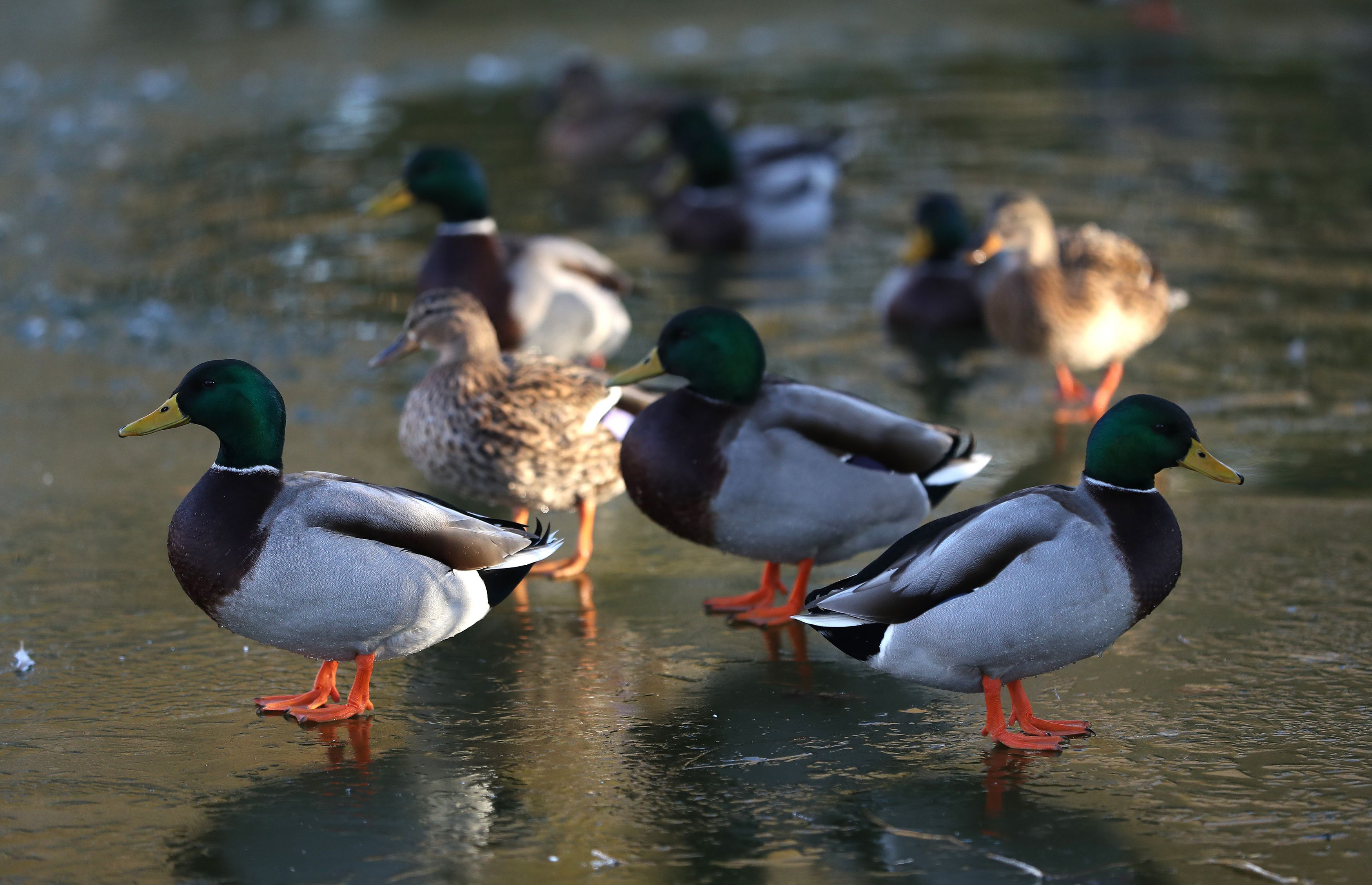 Ducks in the river.