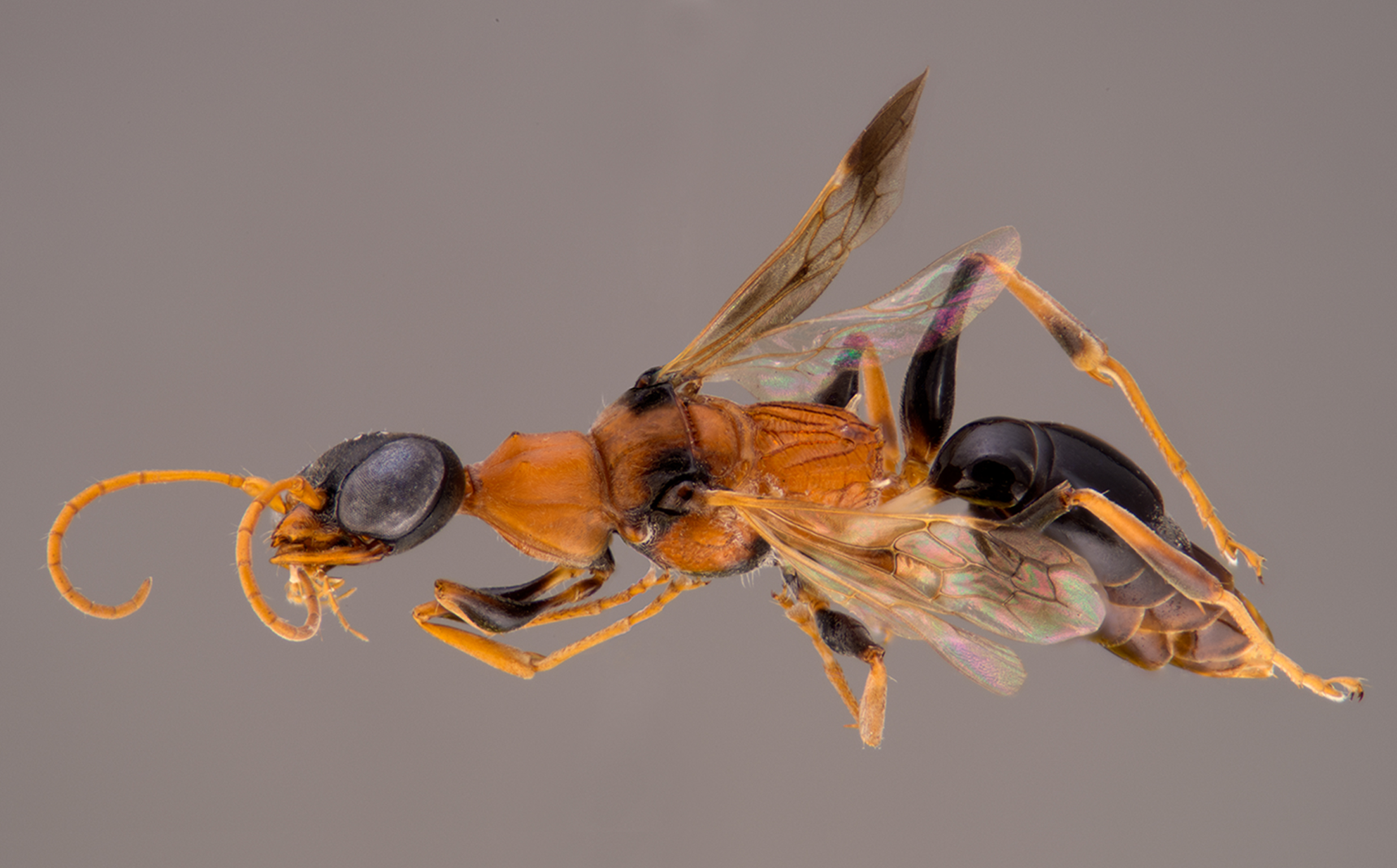 A wasp named Ampulex dementor.