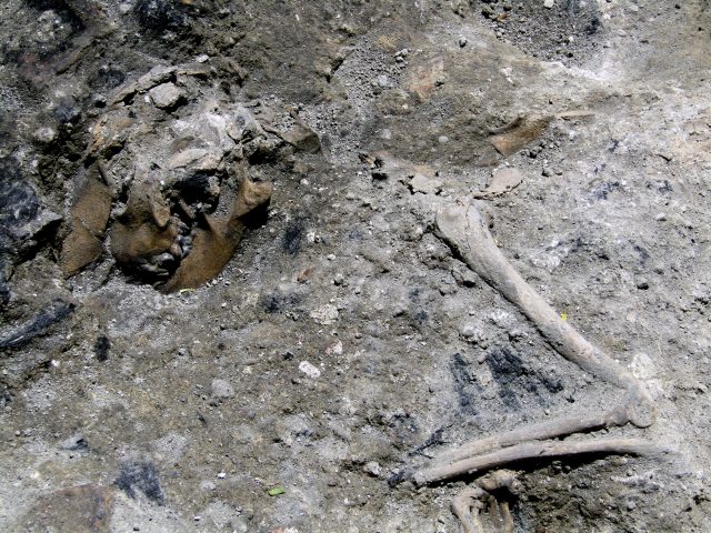 Part of the 1,800-year-old skeleton of a dog, which apparently perished in a blaze in Rome