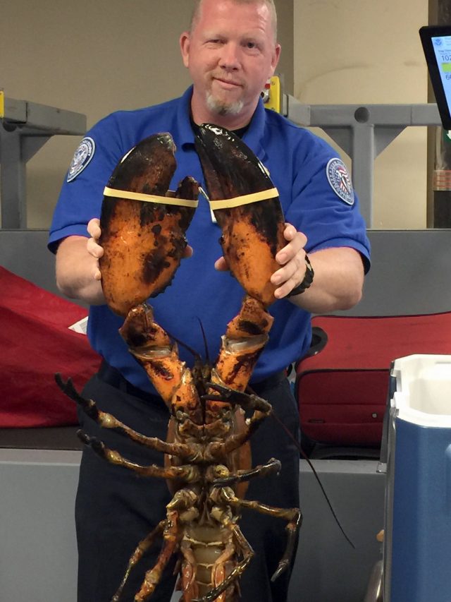 A TSA agent holding a live lobster that weighs roughly 20 pounds at Boston's Logan International Airport (Transportation Security Administration via AP)