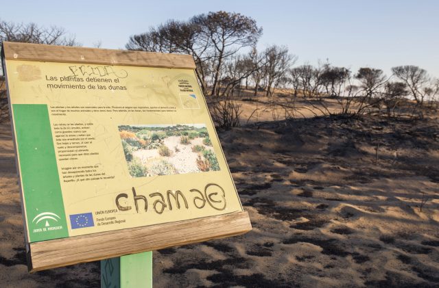 Charred trees and plants are seen on the dunes near the access to the Cuesta Maneli beach after a forest fire near Mazagon in southern Spain (Alberto Diaz/AP)