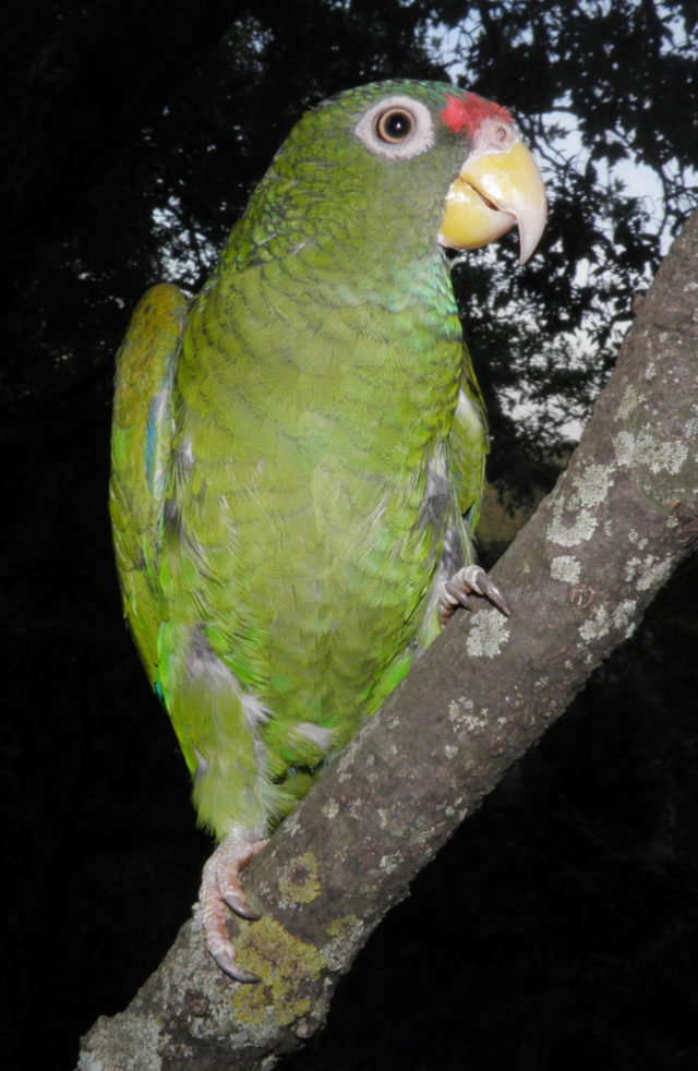 a male blue-winged Amazon parrot