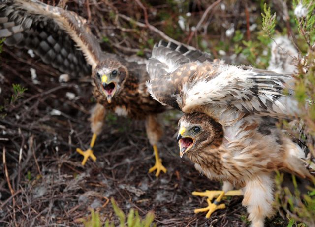 Rare one month old hen harrier chicks (Owen Humphreys/PA)