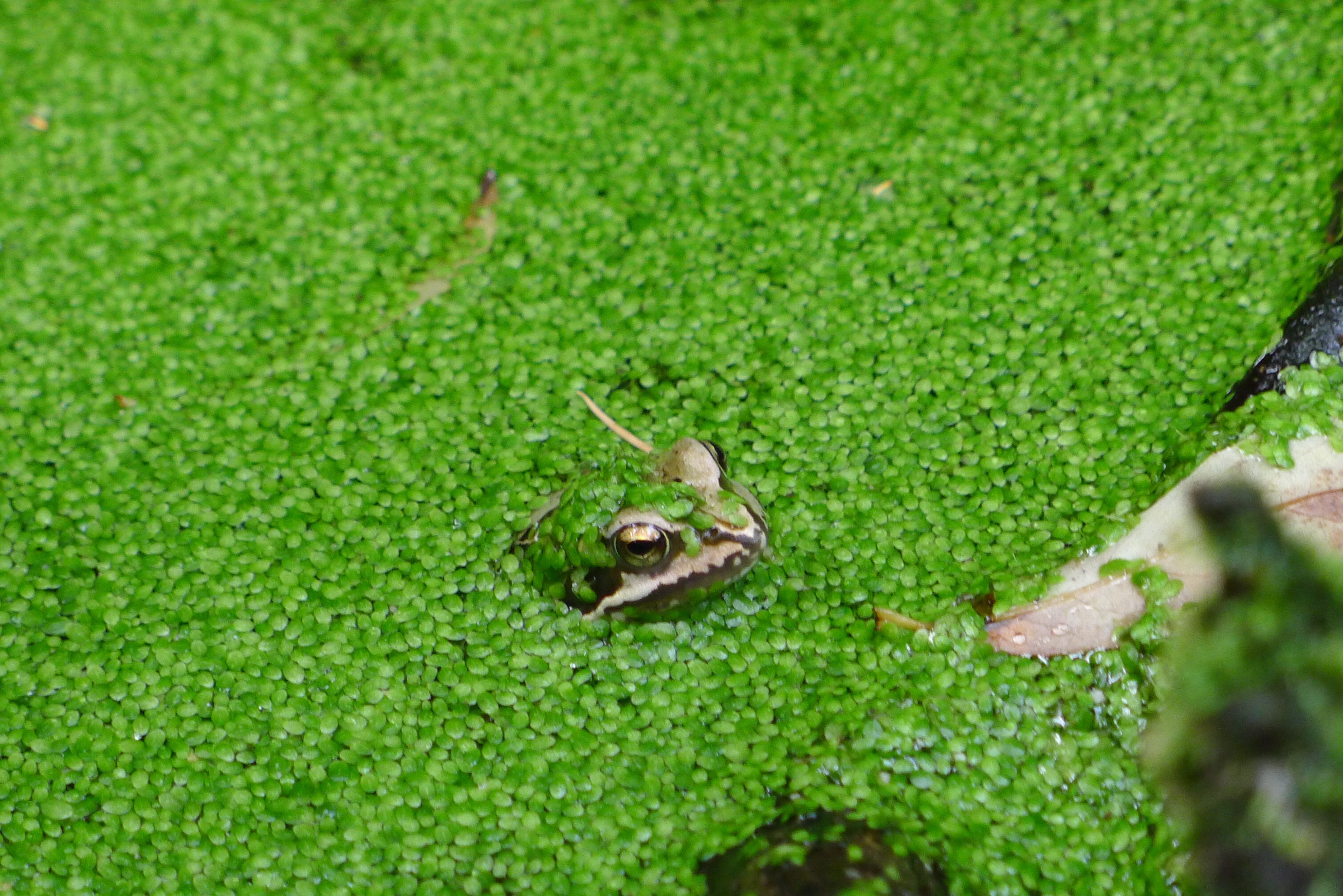 Frog covered in weed (Hannah Stephenson/PA)