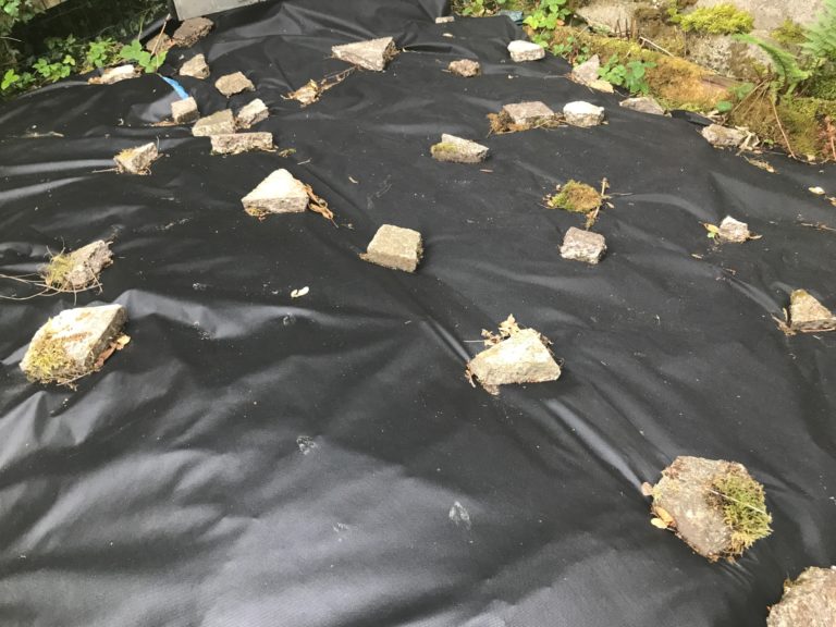 What is bindweed? How to get rid of the weed BT