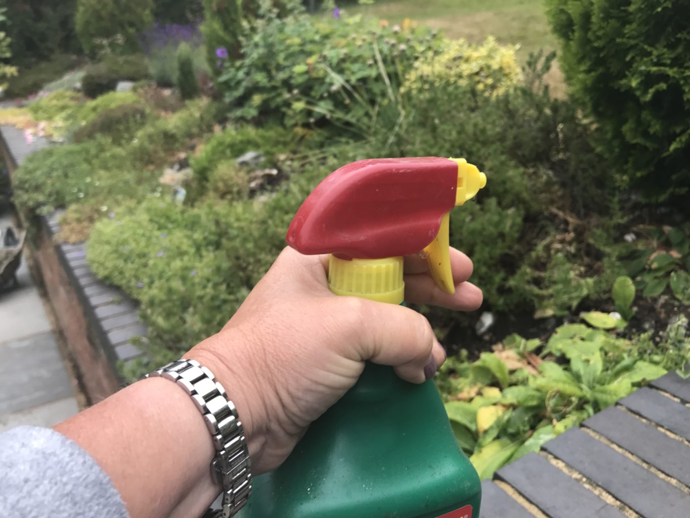 What is bindweed? How to get rid of the weed BT