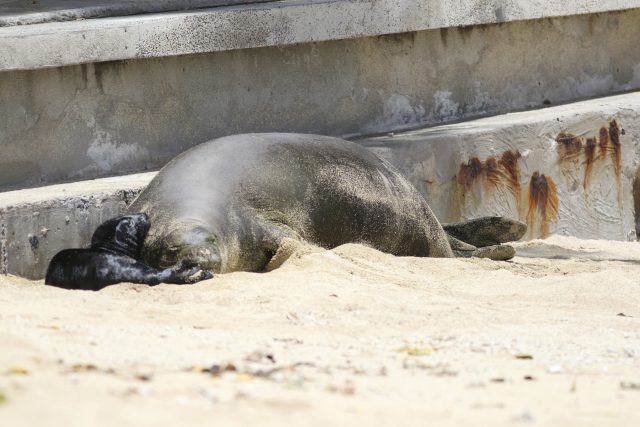 a Hawaiian monk seal and her newborn pup on a Waikiki beach