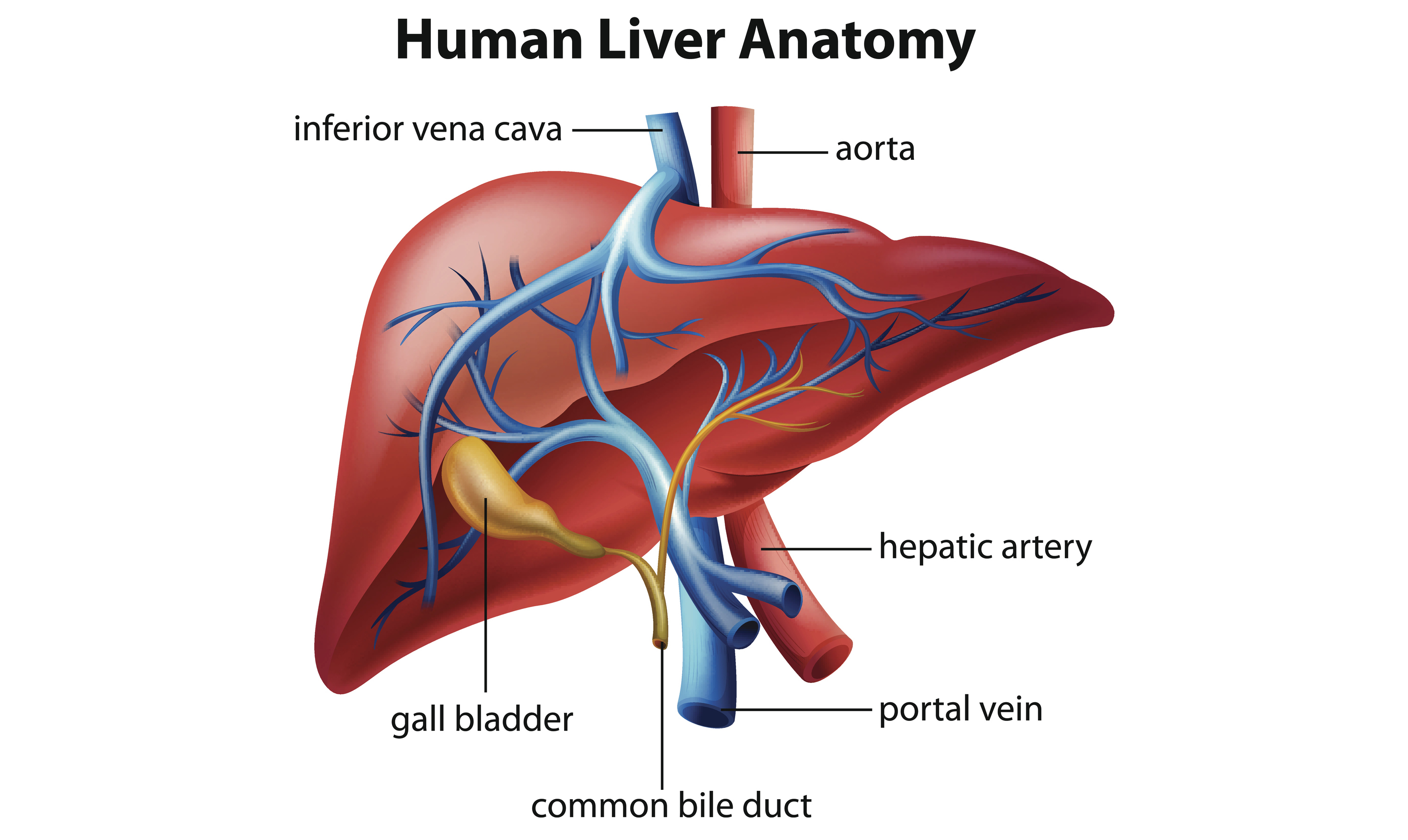 Scientists grow artificial bile ducts that could reduce the need for