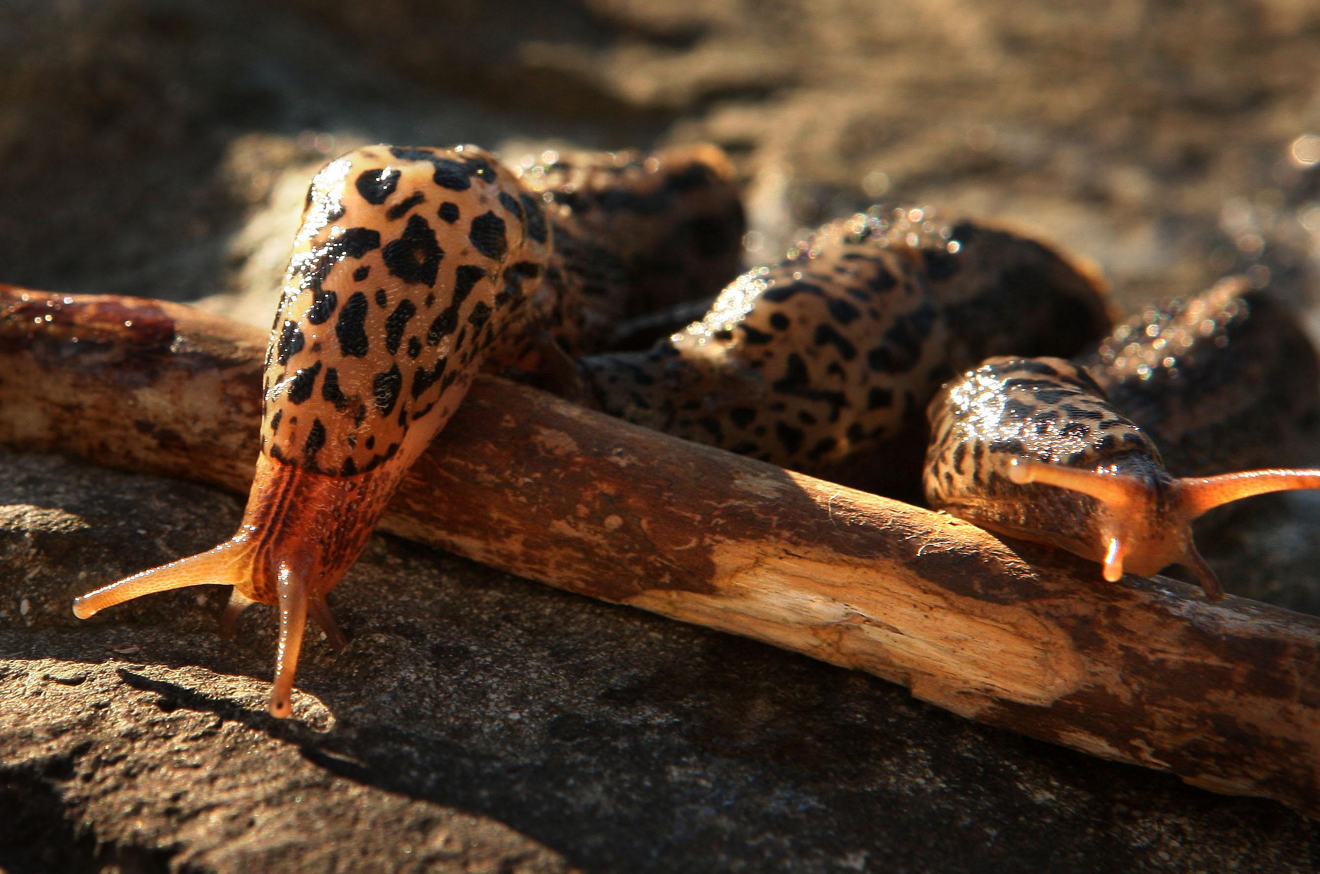 Slugs (David Cheskin/PA)