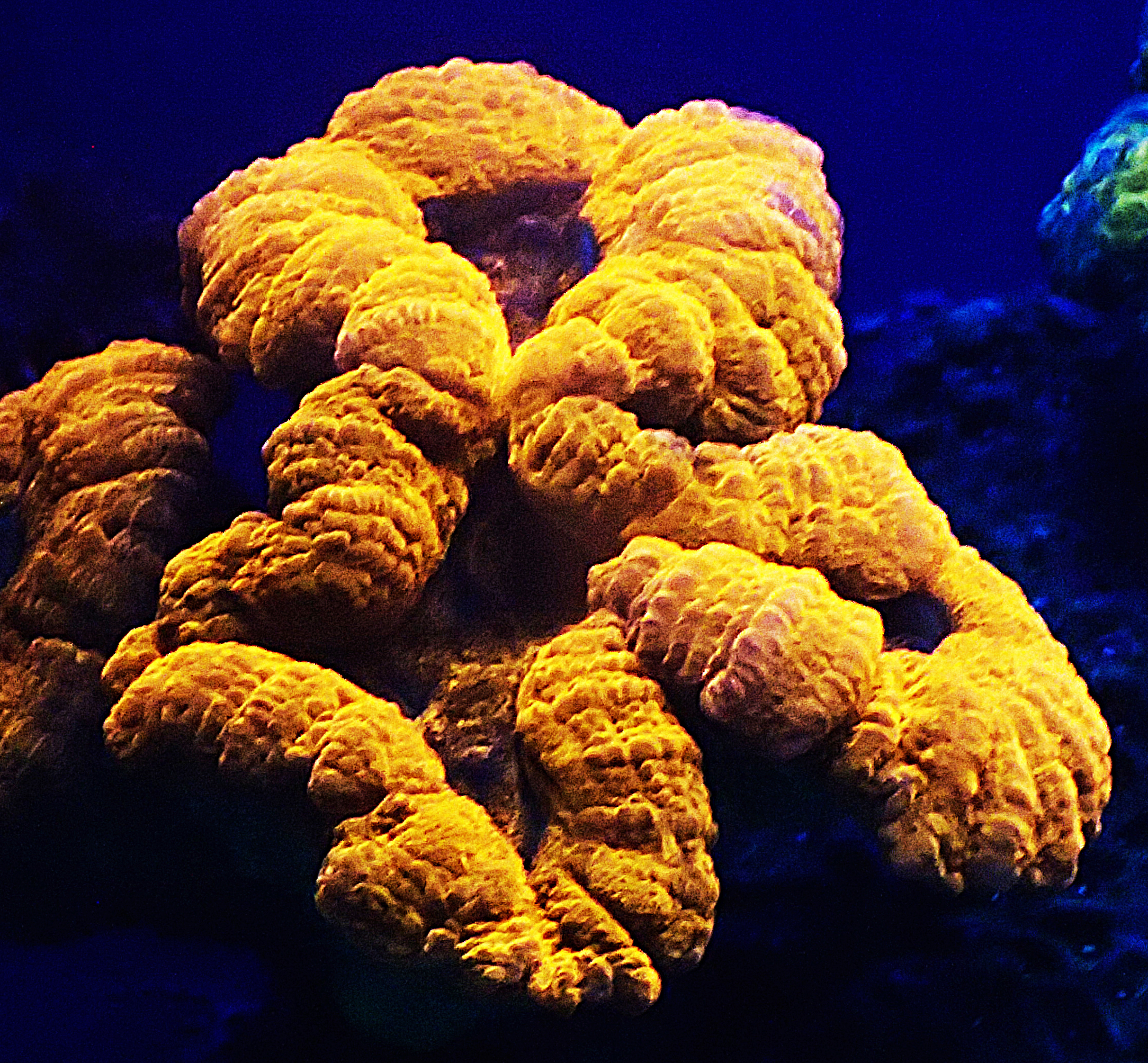 Lobophyllia hemprichii.