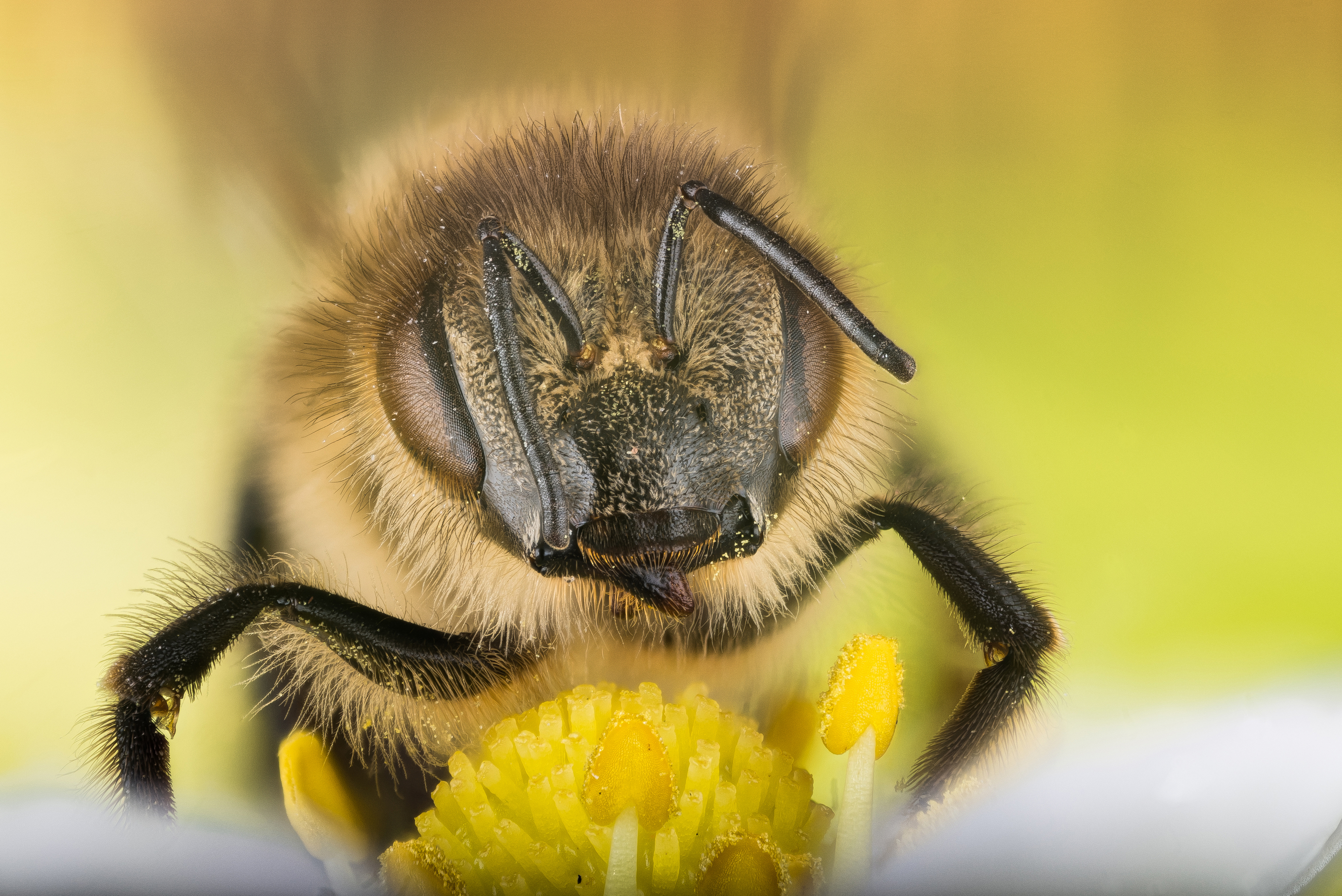 Honeybee.