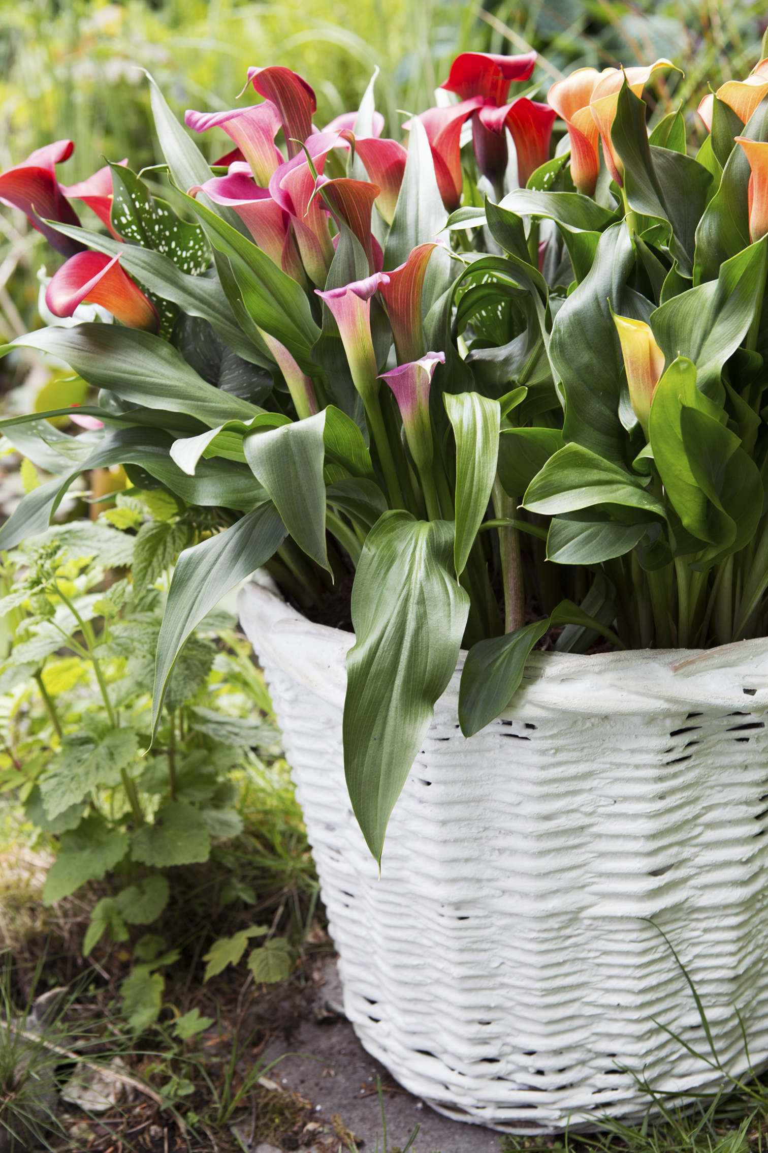 container-planting-in-the-summer-everything-you-need-to-know-bt