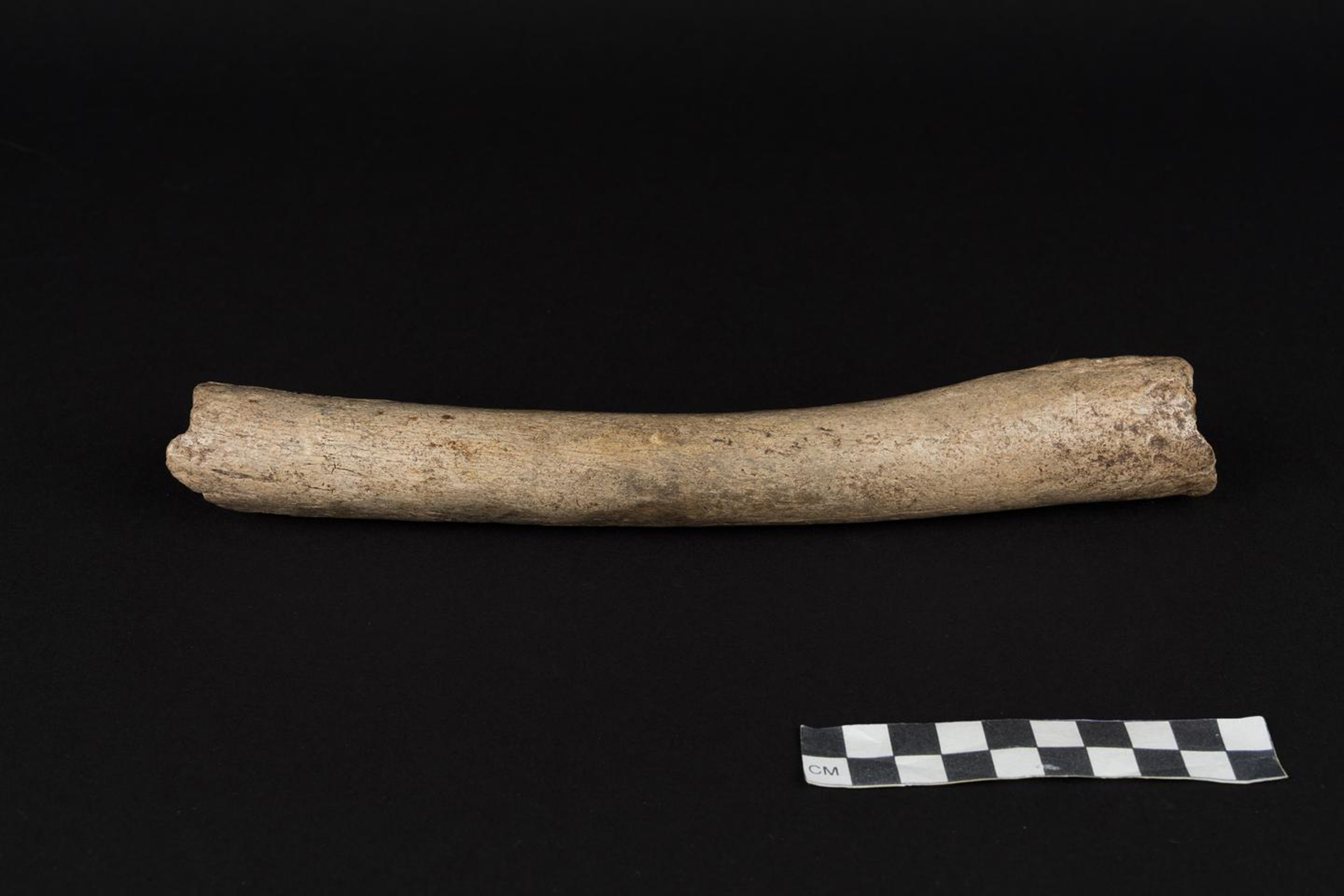 Old bone. Ancient DNA.