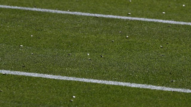 Flying ants descend on Wimbledon's court three as Aljaz Bedene beat Damir Dzumhur