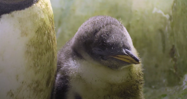 "Hulk" the baby penguin at Birmingham Sea Life Centre