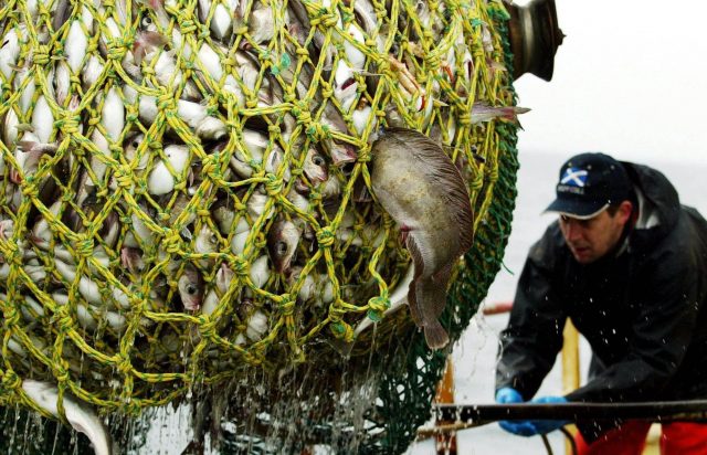 Cod and haddock being lowered into the hold. (Maurice McDonald/PA)