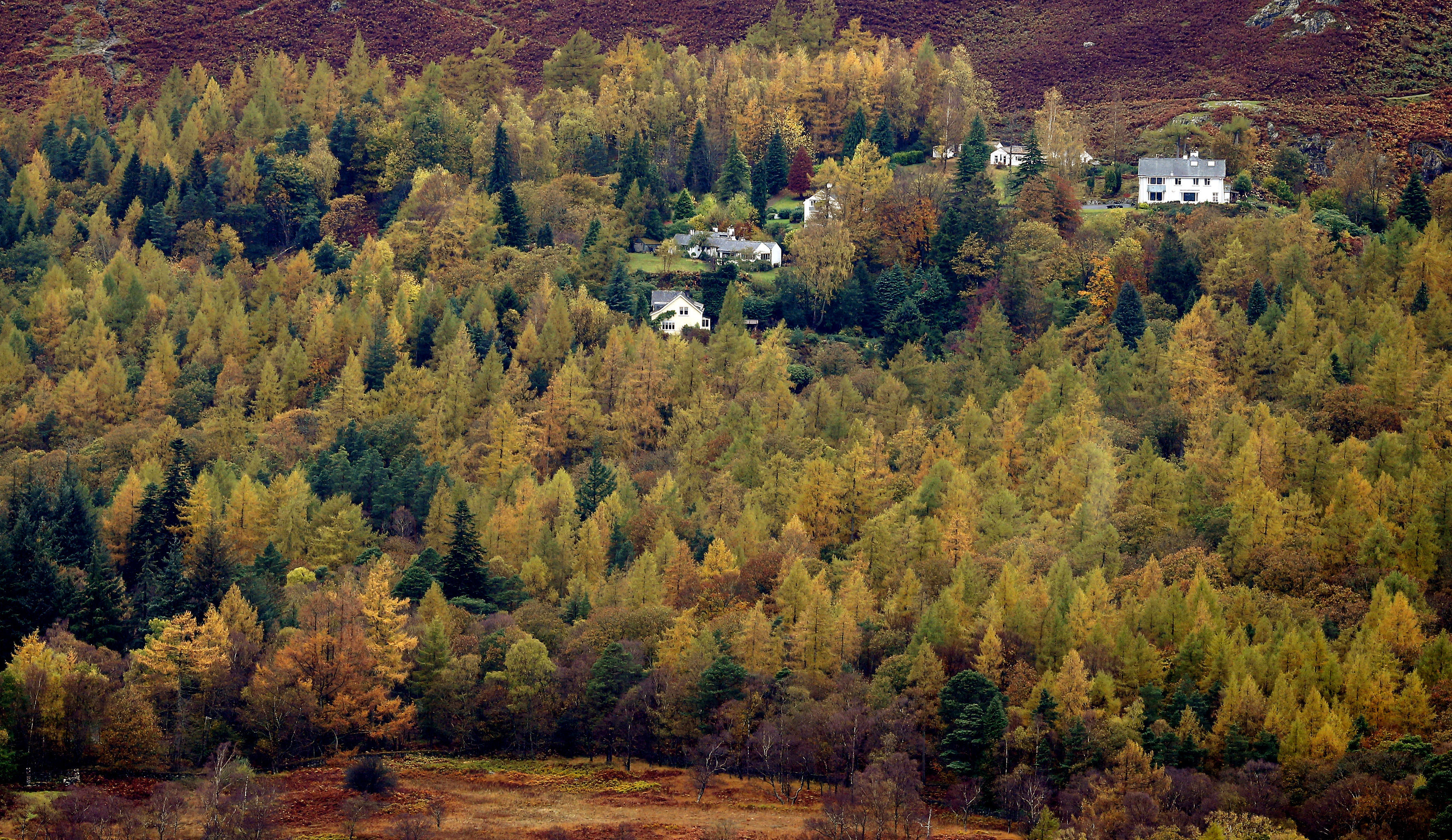 A display of muted autumn colours at Derwentwater
