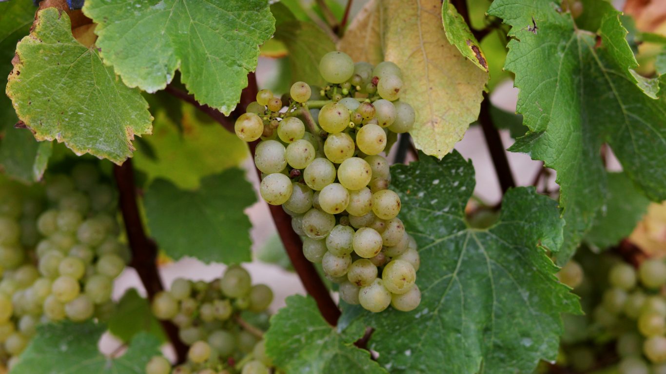 Chardonnay grapes ready for harvest at the Chapel Down Vineyard in Kent (Gareth Fuller/PA)