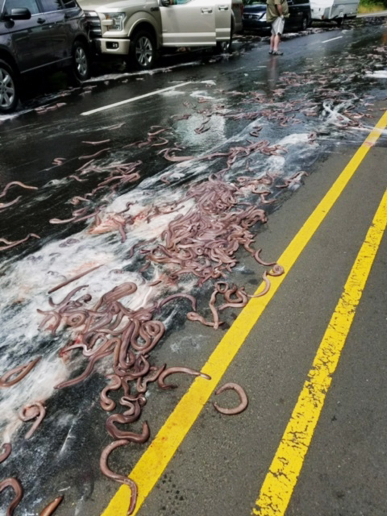 This photo provided by the Oregon State Police shows eels on Highway 101 after a truck hauling them overturned in Depoe Bay, Ore., Thursday, July 13, 2017. Police said Salvatore Tragale was driving north with 13 containers holding 7,500 pounds (3,402 kilograms) of hagfish, which are commonly known as slime eels. (Oregon State Police via AP)