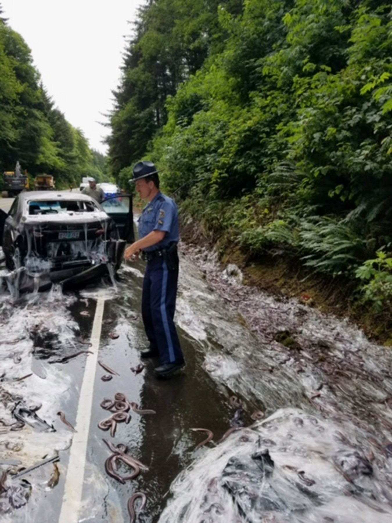 In this photo provided by the Oregon State Police, a state police officer works the site after a truck hauling eels overturned on Highway 101 in Depoe Bay, Ore., Thursday, July 13, 2017. Police said Salvatore Tragale was driving north with 13 containers holding 7,500 pounds (3,402 kilograms) of hagfish, which are commonly known as slime eels. (Oregon State Police/AP)