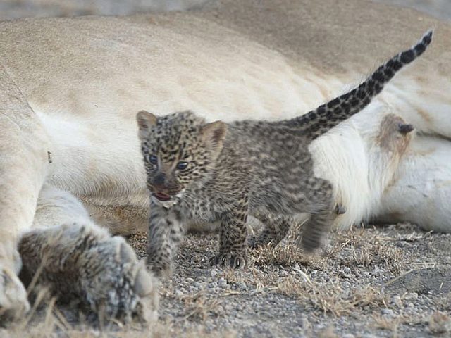 The Panthera group said cross-species nursing is 'extremely unique' (Joop van der Linde/Ndutu Safari Lodge via AP)
