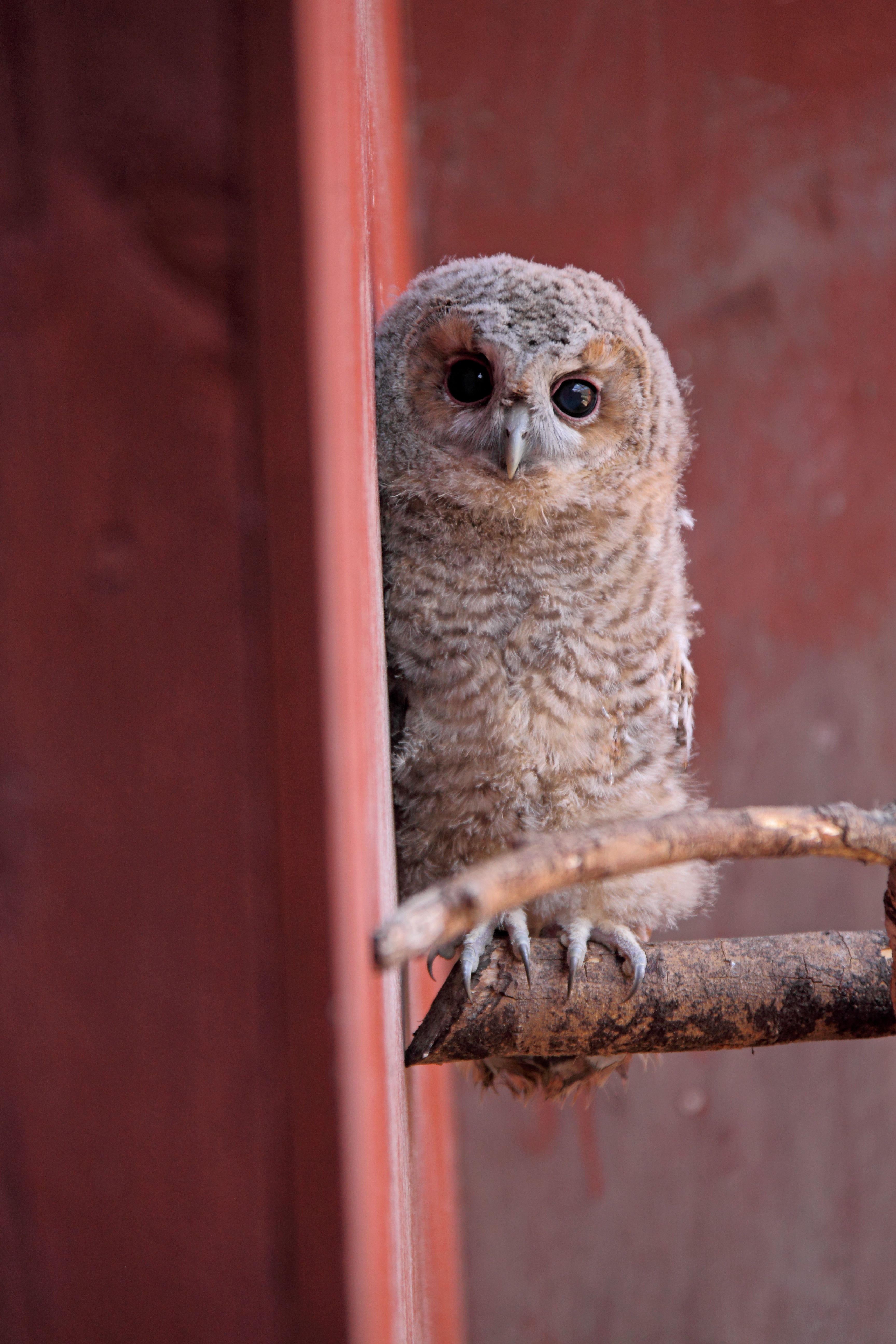 RSPCA East Winch Wildlife Centre Profile of single Tawny owlet (4-week-old) in aviary East Winch, UK 1103578 Please read our licence terms agreed by you when registering on our website at www.rspcaphotolibrary.com. All digital images must be deleted after authorised use unless otherwise agreed in writing. Photograph by Joe Murphy/RSPCA www.rspcaphotolibrary.com  Tel: 0300 123 0402     Fax: 0870 753 0048    email: pictures@rspcaphotolibrary.com