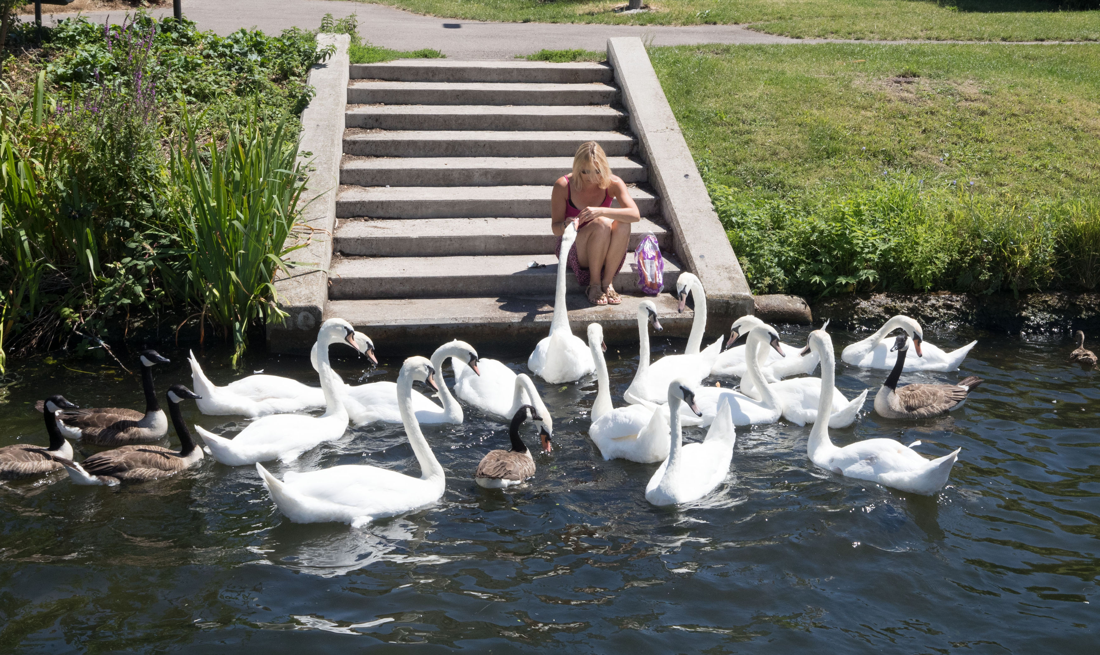 A lady feeding the swans