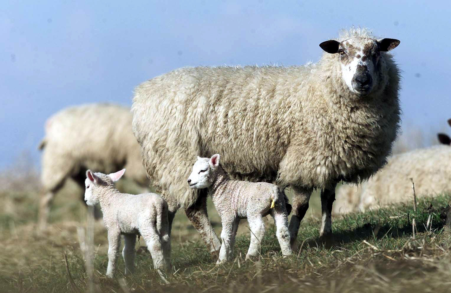 Sheep grazing in Northumberland.