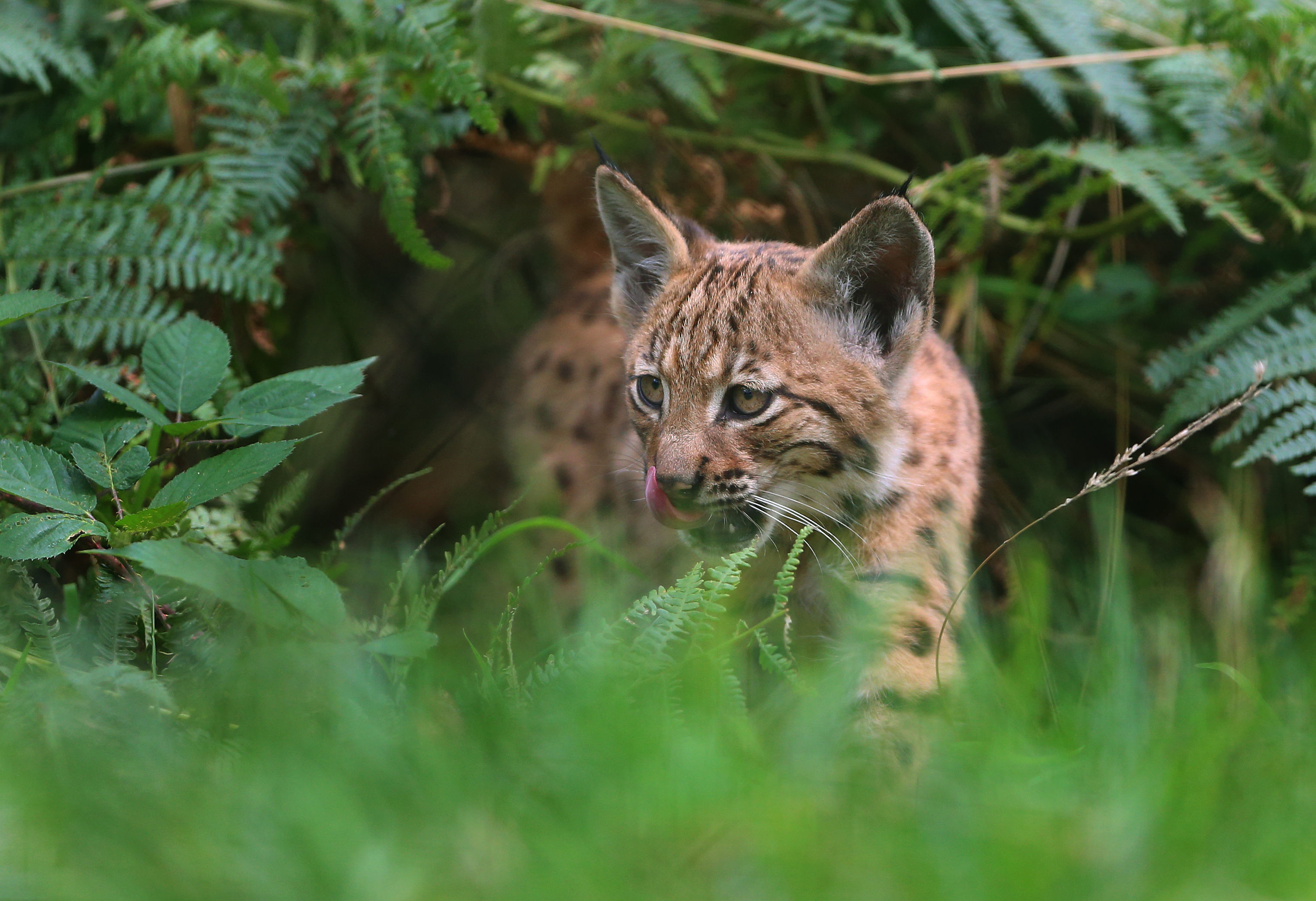 A 10-week-old Lynx kitten.