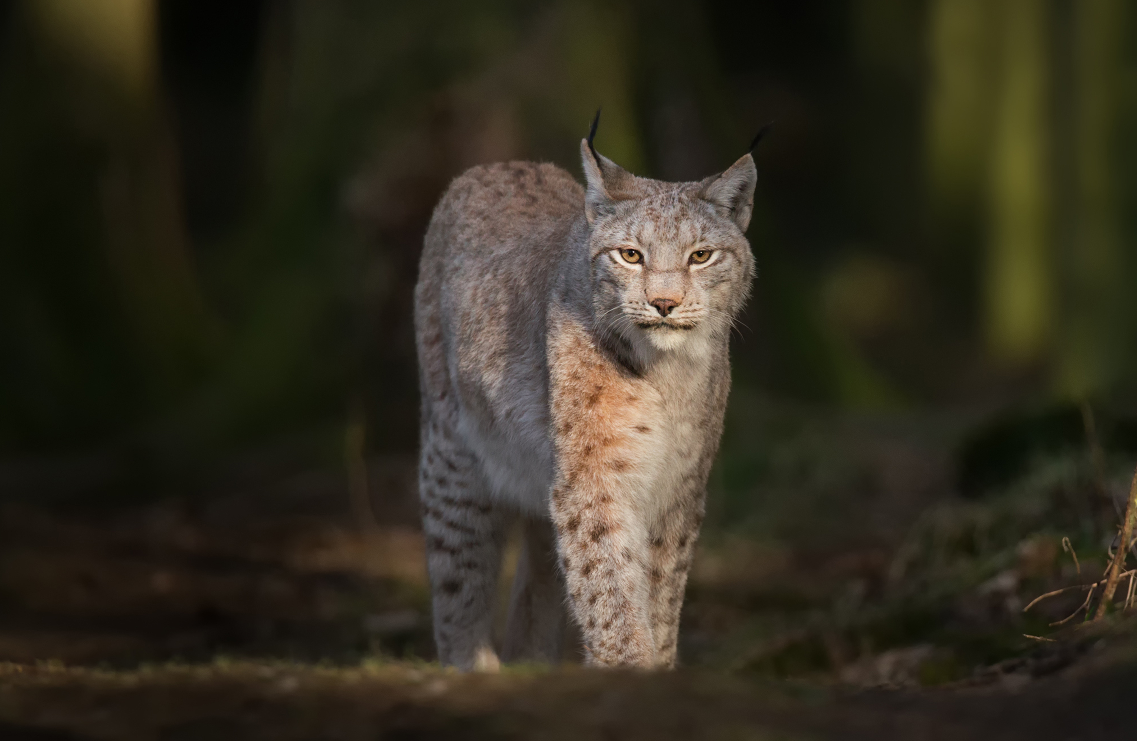 Lynx.