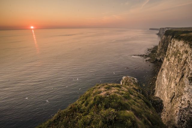 Birds at Bempton Cliffs