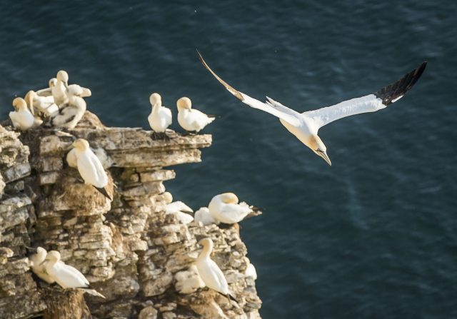 Birds at Bempton Cliffs