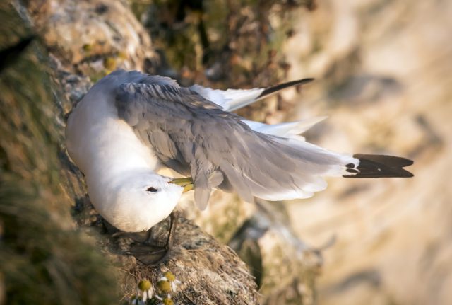 Birds at Bempton Cliffs