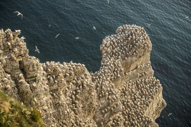 Birds at Bempton Cliffs 