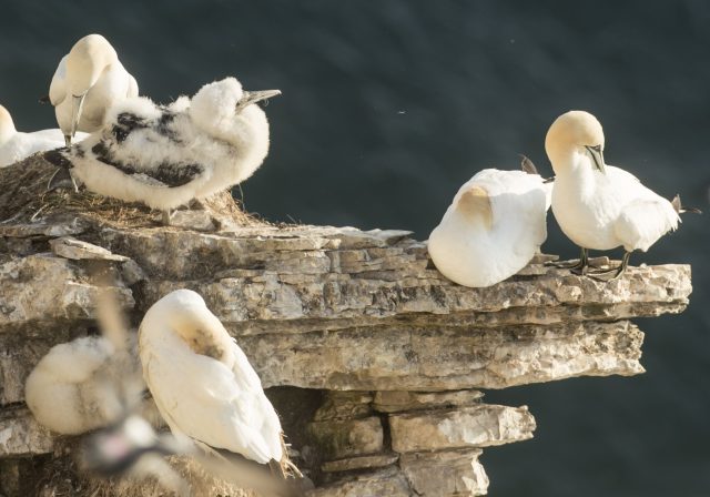 Birds at Bempton Cliffs