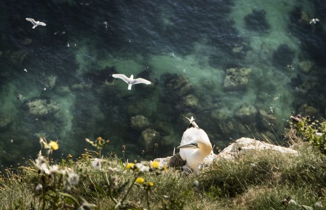 Birds at Bempton Cliffs 