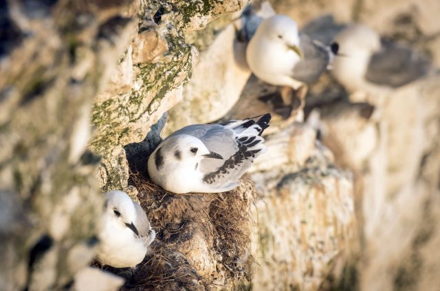 Birds at Bempton Cliffs