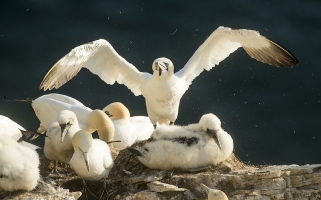 Birds at Bempton Cliffs 