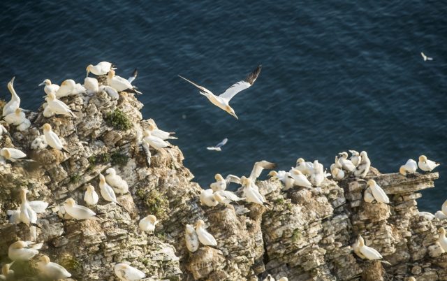 Birds at Bempton Cliffs 