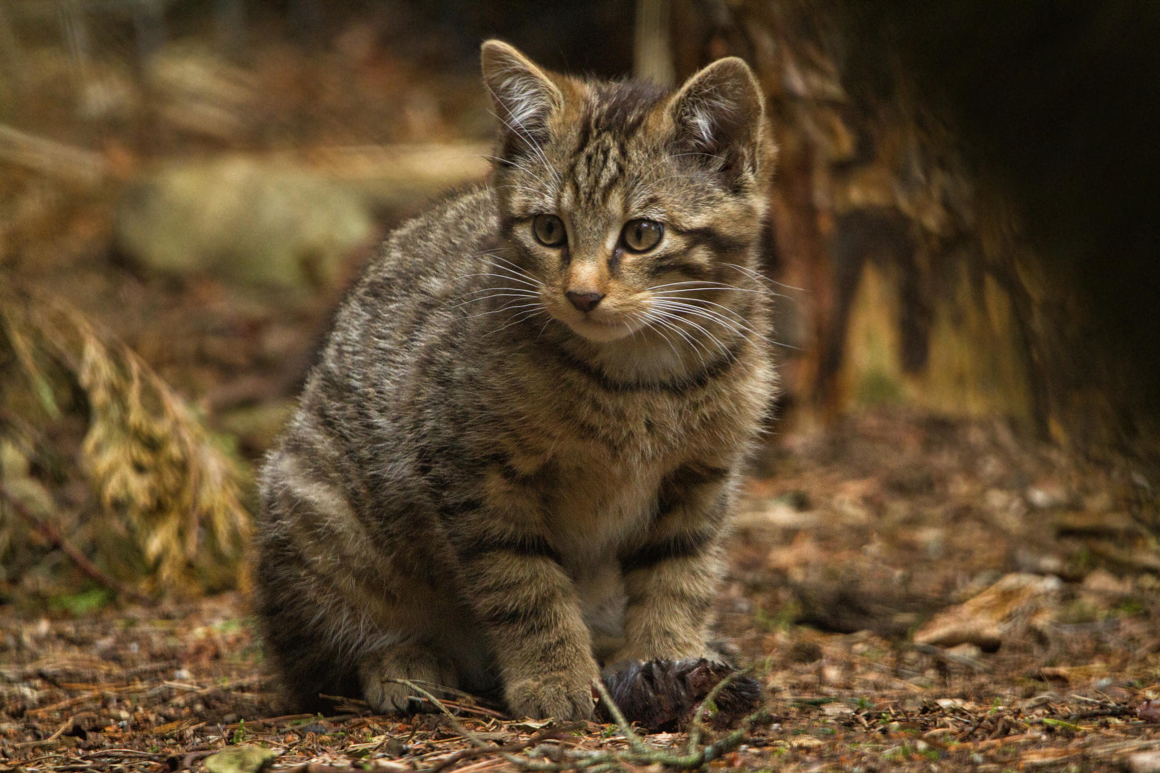 A Scottish wildcat kitten (Siân Addison/RZSS)