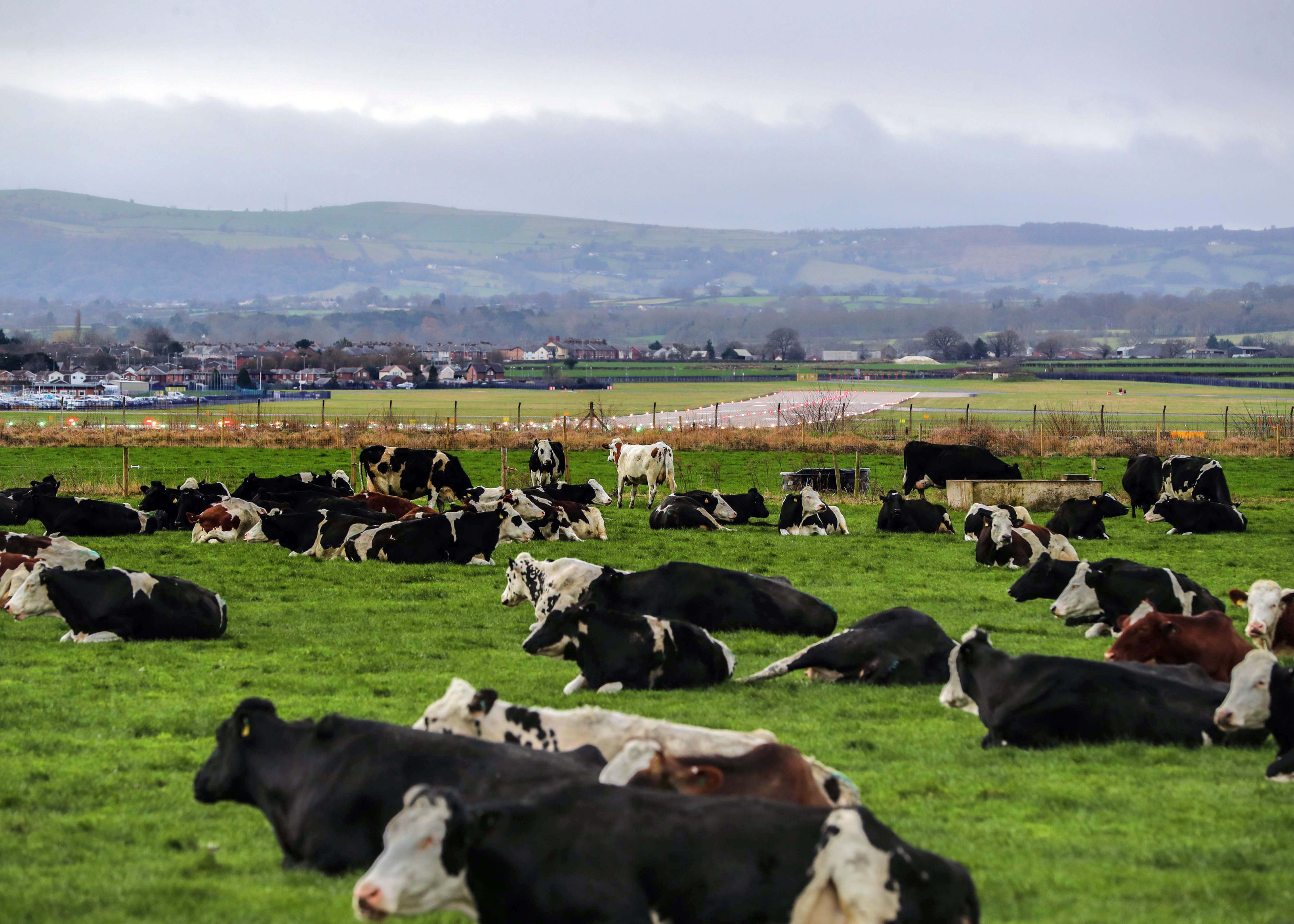 Cows on grass.