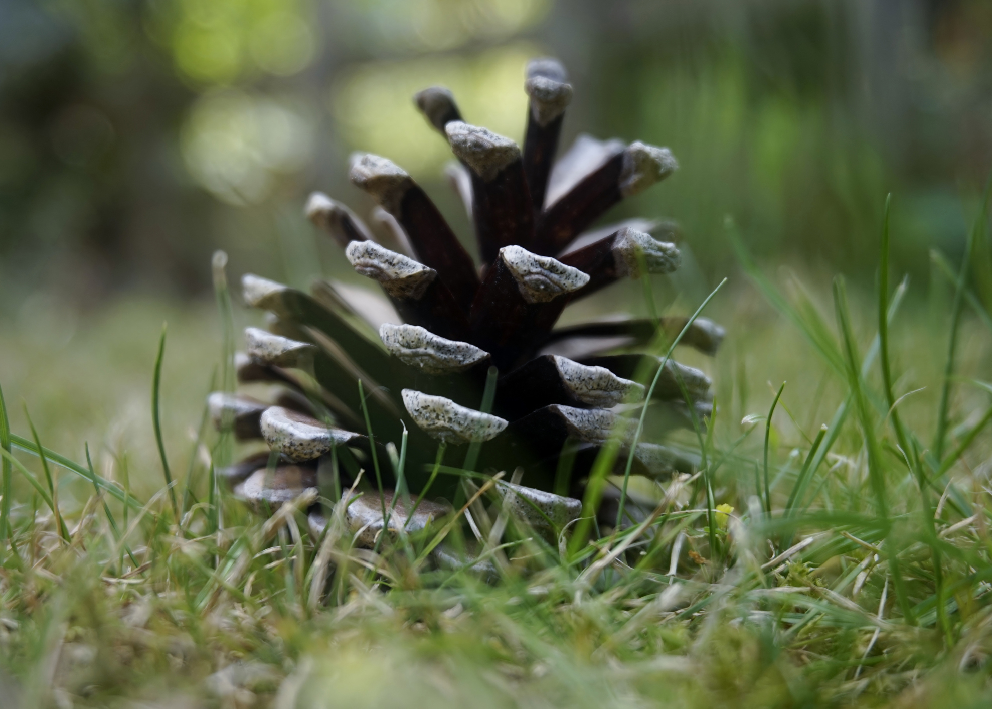 Open pine cone.